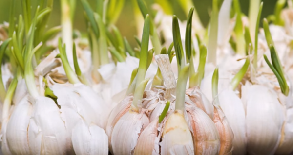 How to grow garlic from a single clove